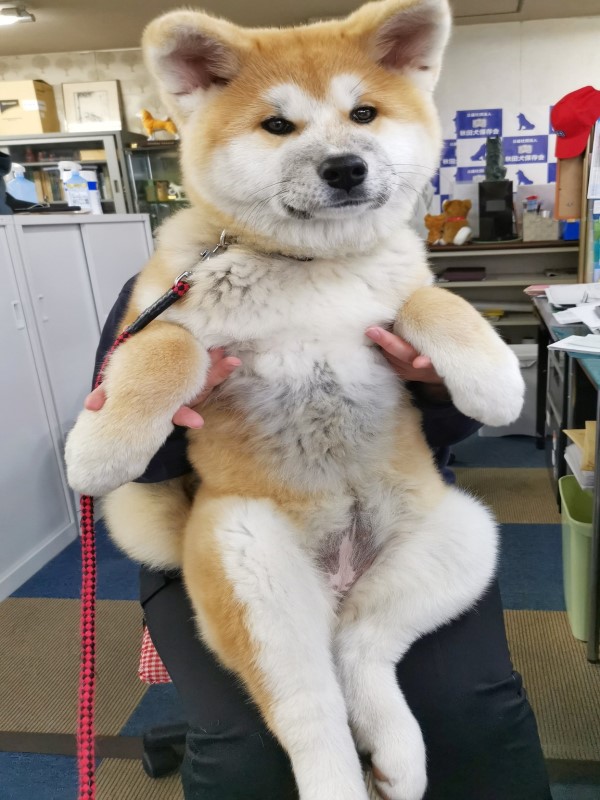 3個月秋田犬重達18公斤都快抱不動　網傻眼：是巨嬰吧！