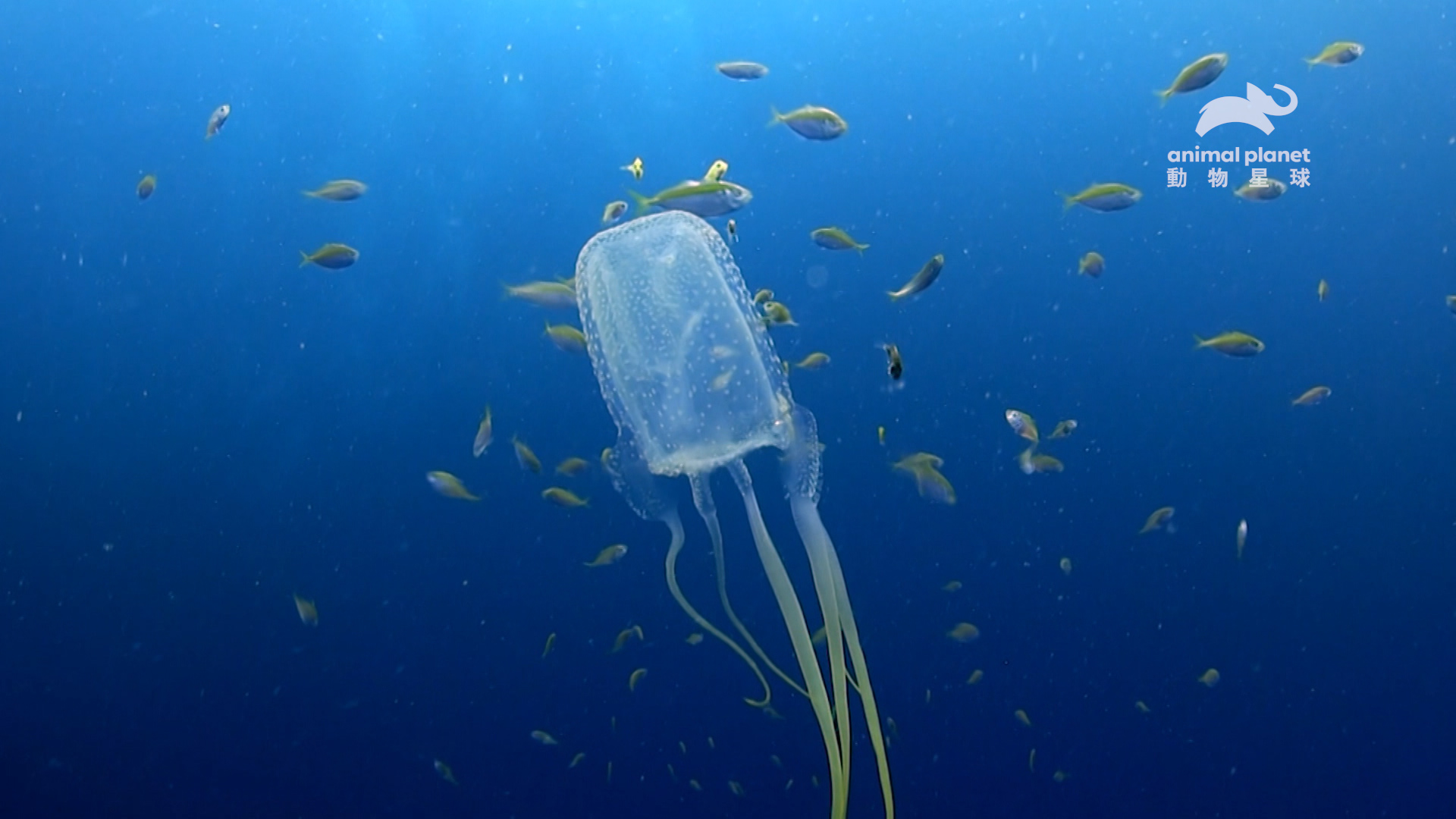 箱型水母可說是最恐怖的海中生物。（圖／動物星球頻道提供）