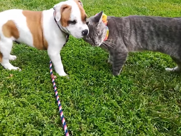 艾維斯要離開前，喜樂不捨地對牠道別。（圖／IG@asherthestafford）