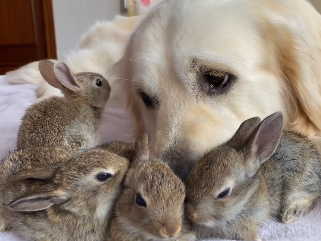溫柔金金「暖心舉動」讓4兔寶以為是親爸：要保護我們唷！
