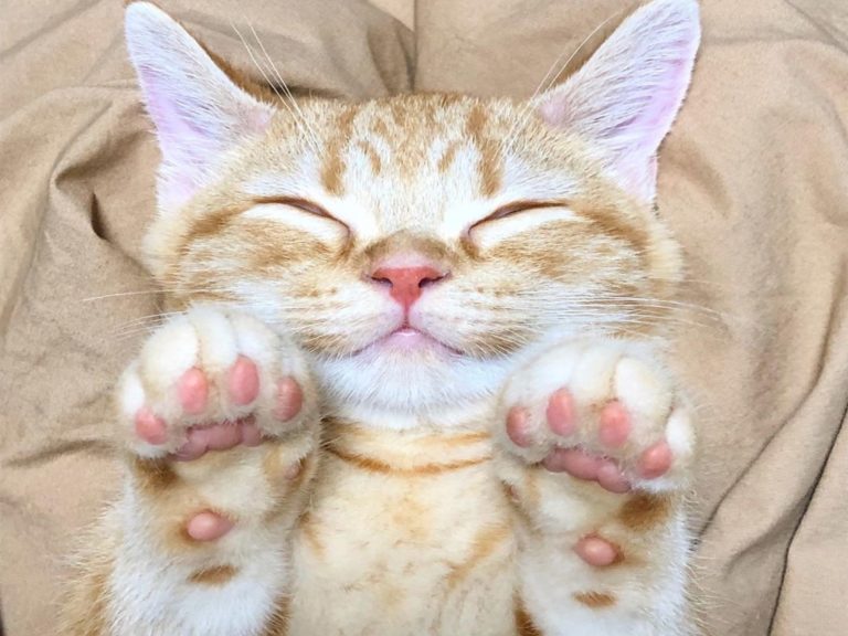 日本一隻小橘貓很喜歡學人類躺平睡覺（圖／IG@komugi__life）