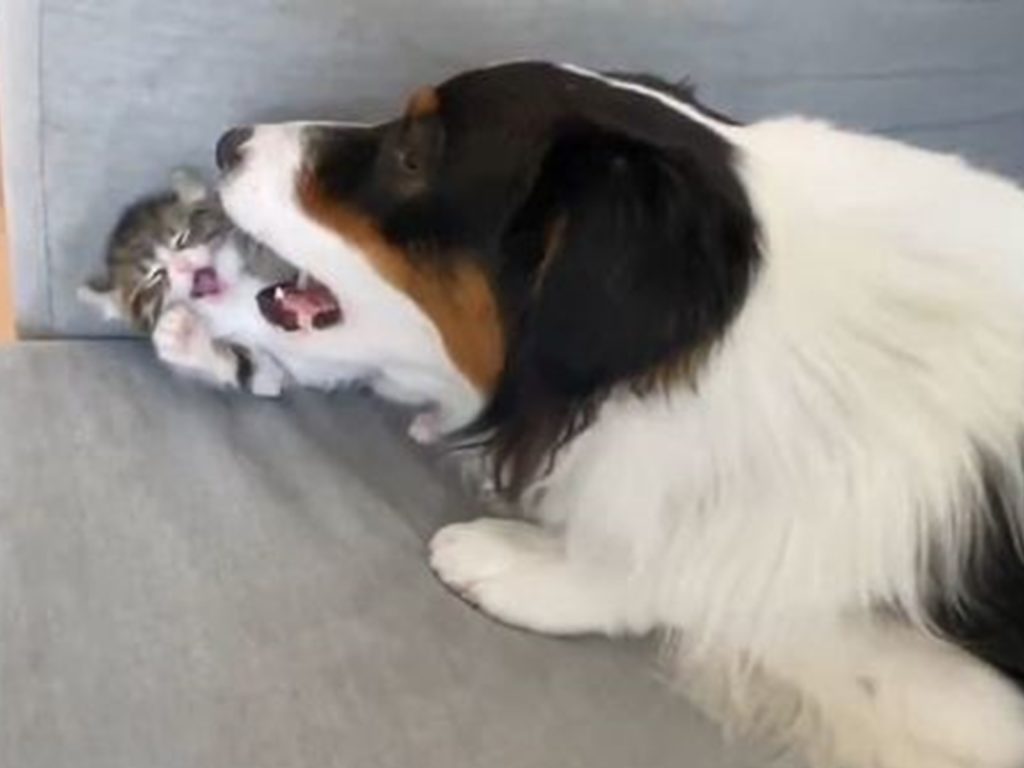 牧羊犬突張大嘴作勢咬人　小奶貓驚嚇臉糗態慢鏡頭放送