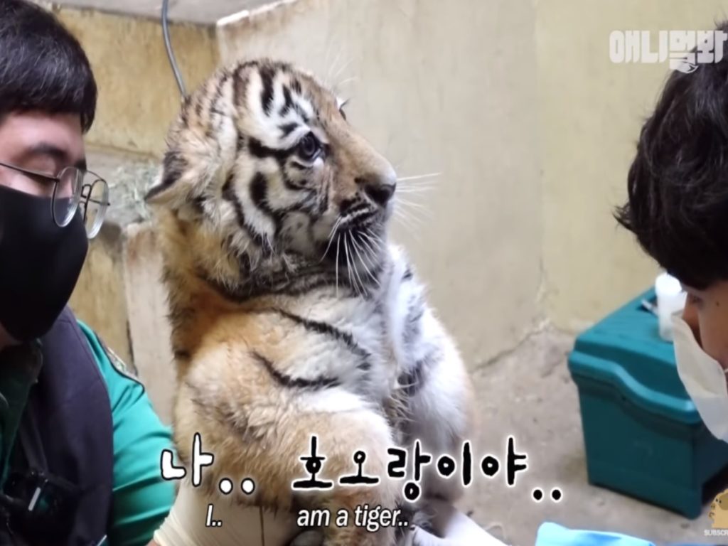 小虎寶寶第一次注射疫苗好緊張（圖／翻攝自YT@SBS TV동물농장x애니멀봐）