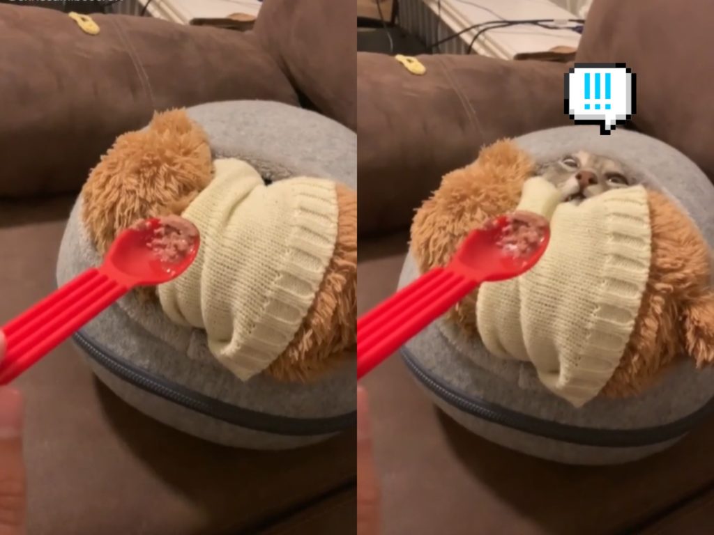 是什麼這麼香？（圖／TikTok@tigerbeecroft）