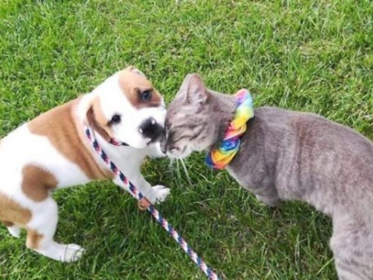 一手帶大的小狗要離開！虎斑貓不捨告別：在新家要乖乖唷
