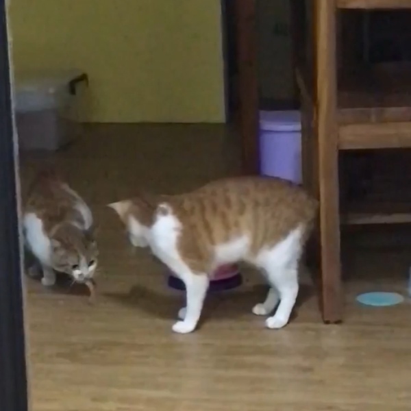 飼主明明只養了一隻貓，卻看到兩隻長相、花紋相似的貓一起在吃飯。（圖／網友雨落授權提供） 