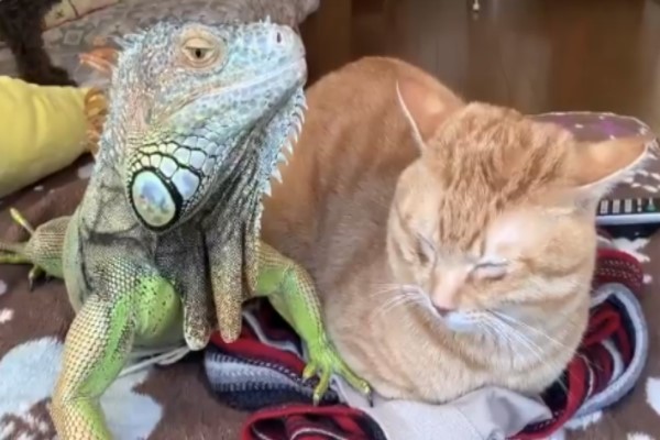 橘貓把綠鬣蜥當「不求人」　狂磨蹭搔頭：這個刺刺很可以！