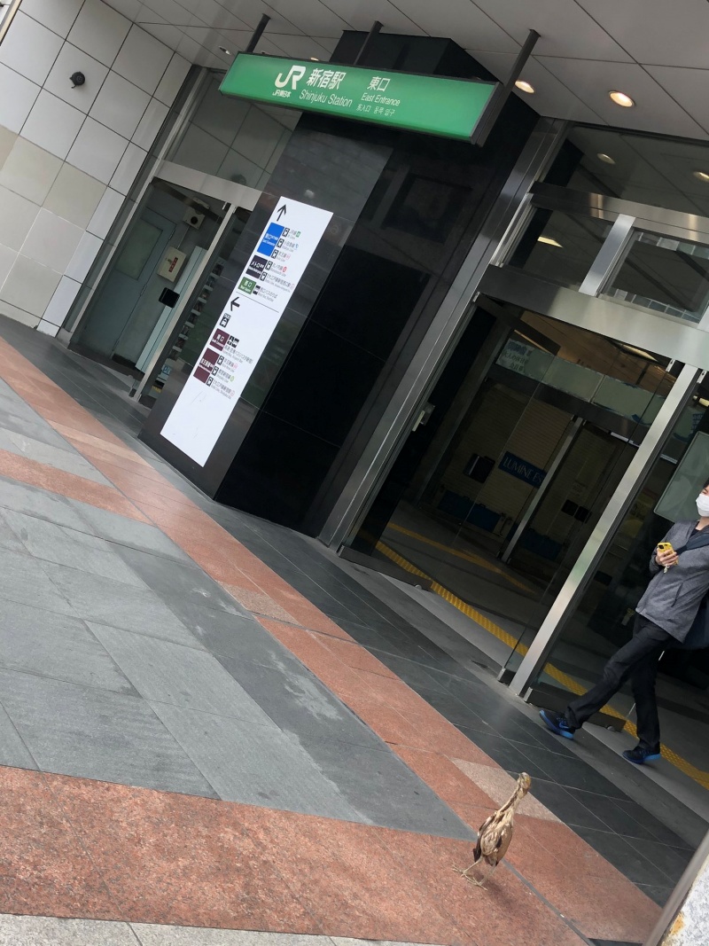 新宿車站的東側出口，在5月15日被推主發現一隻神秘的鳥兒。（圖／Twitter@rukikikikiki） 