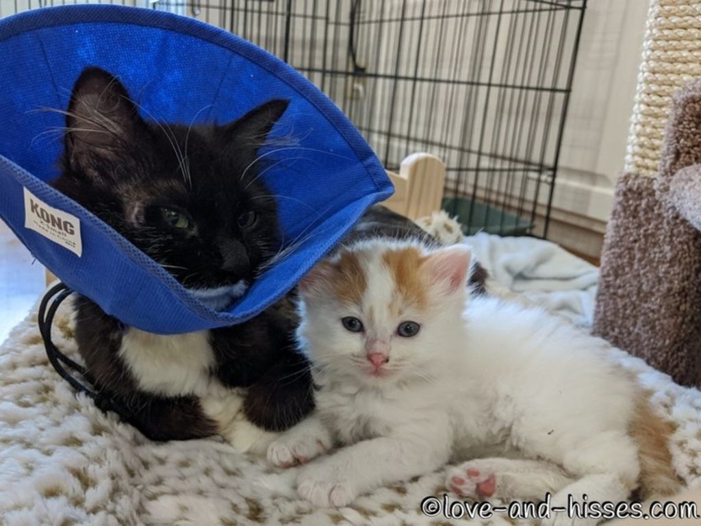 橘白小貓亂認媽　賓士貓媽媽哈氣趕跑後來竟攬牢牢