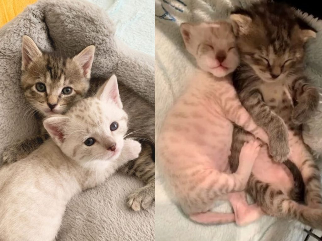 一對小奶貓無時無刻都依偎著彼此（圖／IG＠our_fostering_tails）