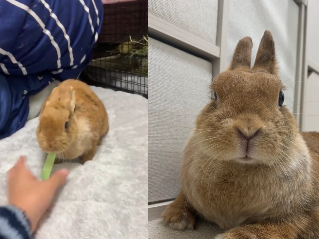 有本事你來搶啊！兔兔叼走便條紙左閃右躲怎樣都不還