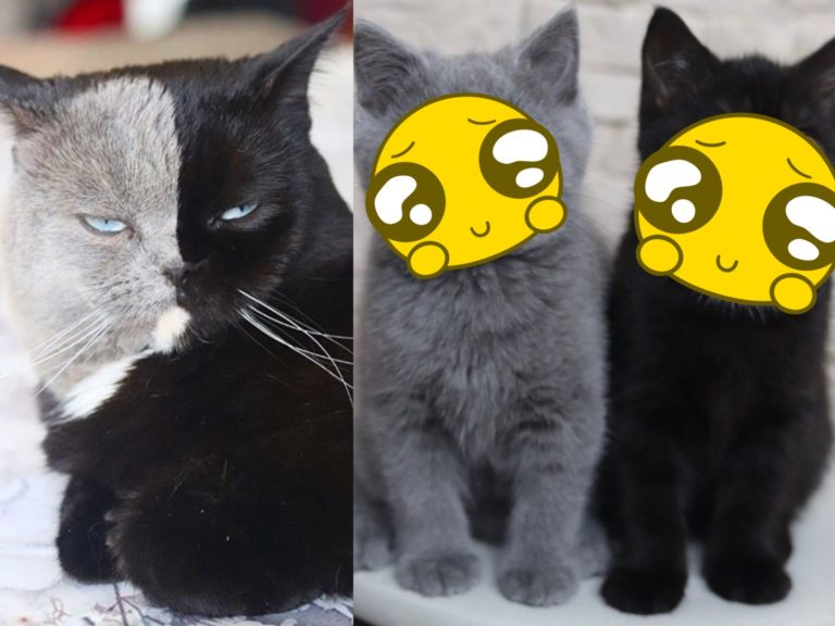 Narina的孩子中，小貓Phoenix全身灰色，小黑貓Prada胸口和Narina一樣有小白點，兩隻恰恰好合起來就是爸爸的毛色。（圖／IG@amazingnarnia） 