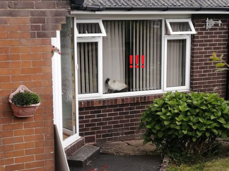 女子經過鄰居家　看到窗內生物好眼熟：那是我的貓啊！
