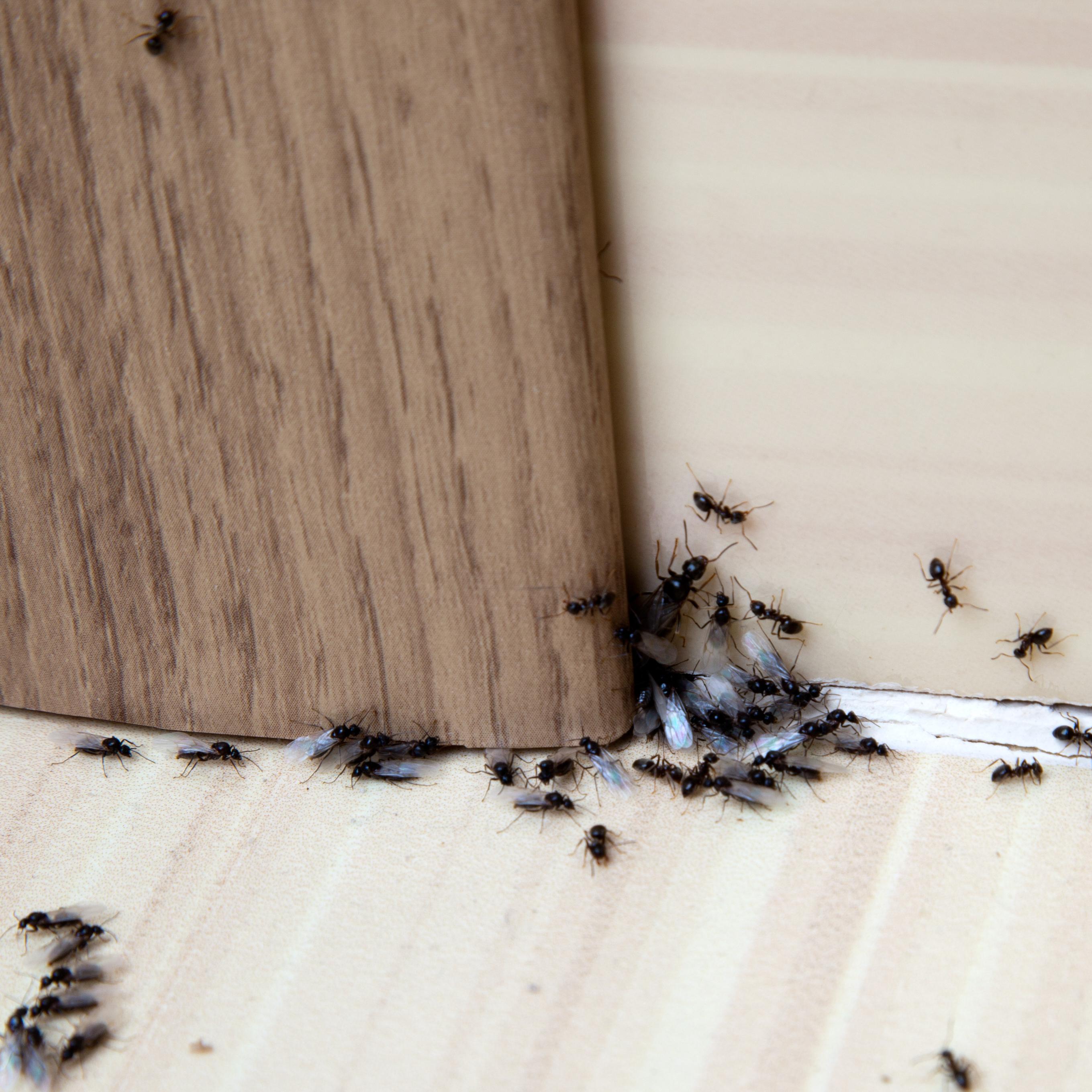 ▲咖啡渣可以趕走螞蟻。（圖／shutterstock）