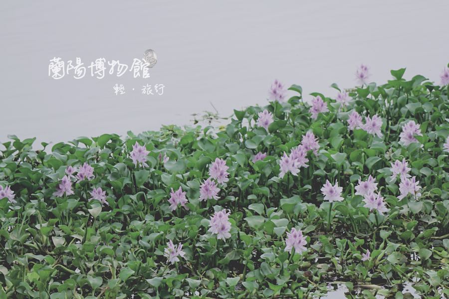 ▲湖面上開滿了紫花，為台灣野菱。（圖／Kate‘S Fun Zone凱特瘋閣）