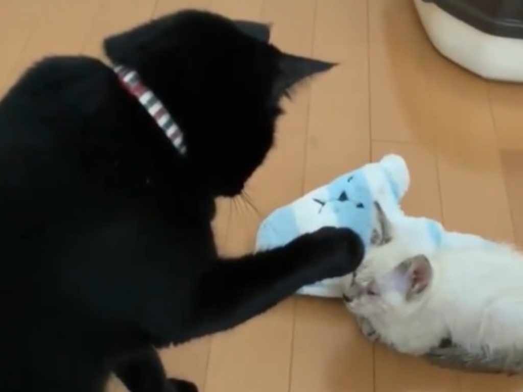 黑貓初見新來小貓　竟抬起貓手試圖巴下去結局神反轉