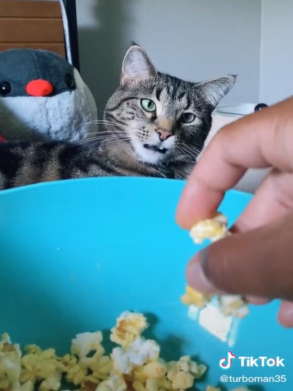 主人吃爆米花虎斑貓凝視猛舔嘴　牠：不給一個嗎？
