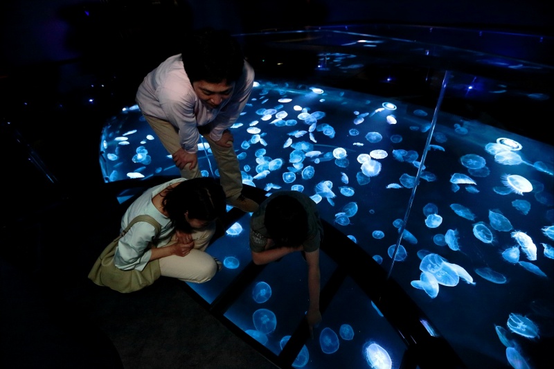 水母就在腳下游動著，讓人有種站在海面上、飄飄然的奇妙錯覺。（圖／Twitter@Sumida_Aquarium） 