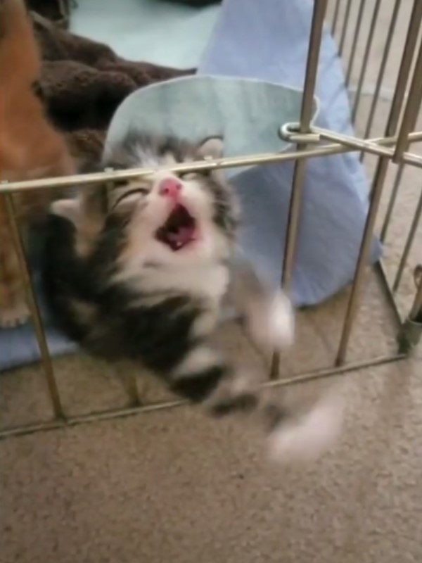 小笨貓「臉擠欄杆」狂揮小手想出籠　媽苦笑：門沒關欸！