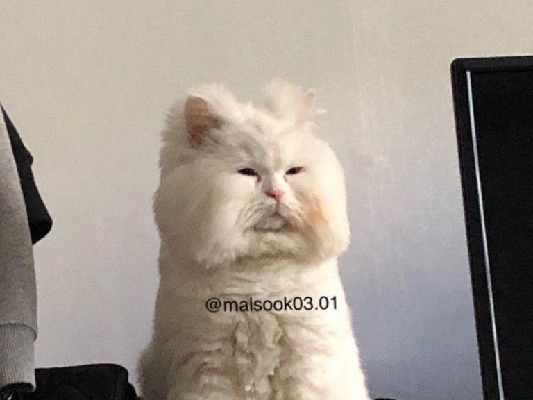 韓國一隻長毛貓意外擁有一張厭世臉（圖／IG@malsook03.01）