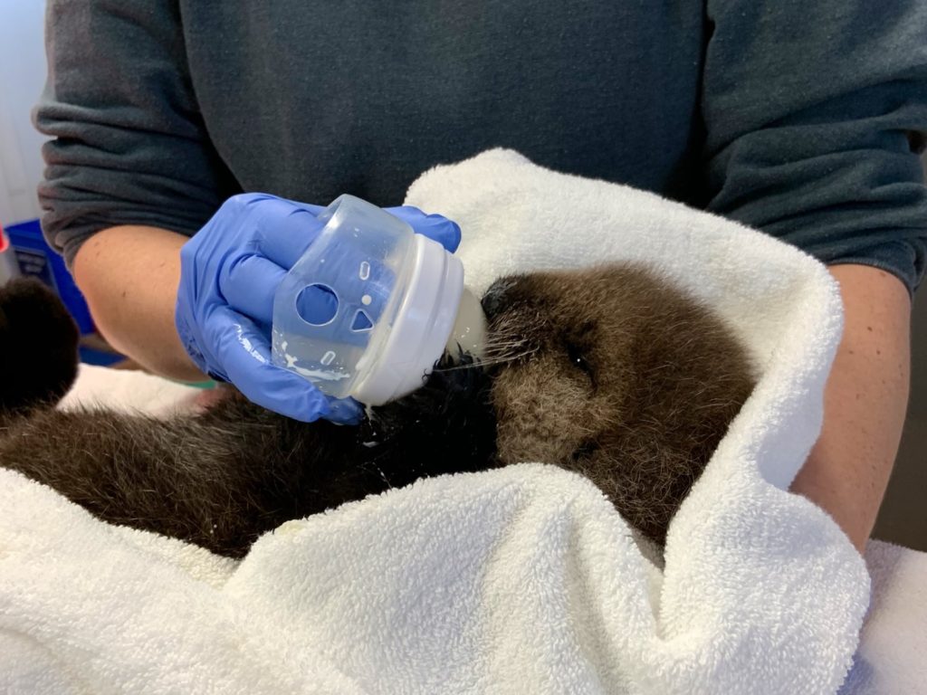 溫哥華水族館救援失去媽媽「海獺寶寶」　喝奶萌樣超犯規！