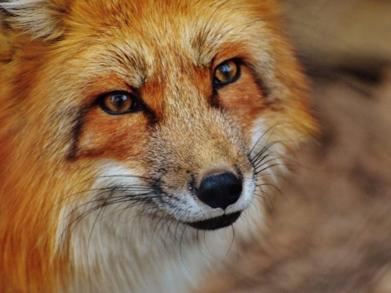 ▲動物保護團體披露皮草工廠內部的殘忍畫面，許多狐狸被活剝外皮。（示意圖／翻攝PXHERE）