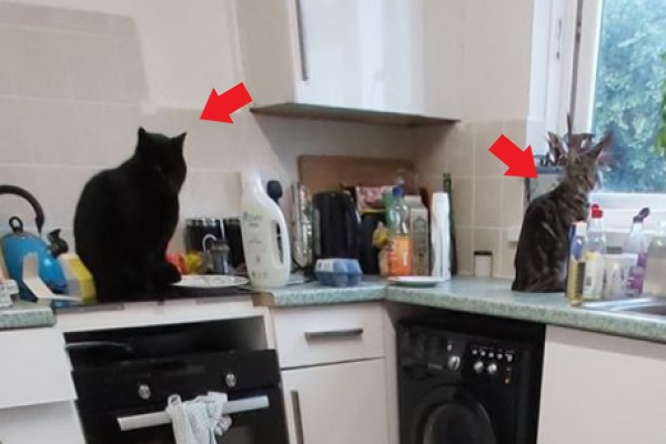 女子家廚房出現五隻貓咪「聚會」　她大驚：我只養三隻啊！