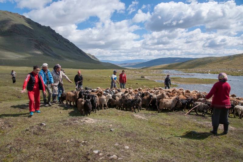 趁著風和日麗的日子，先把羊羊全都聚集在河邊。（圖／Twitter@Mikiya_SHAGAA） 