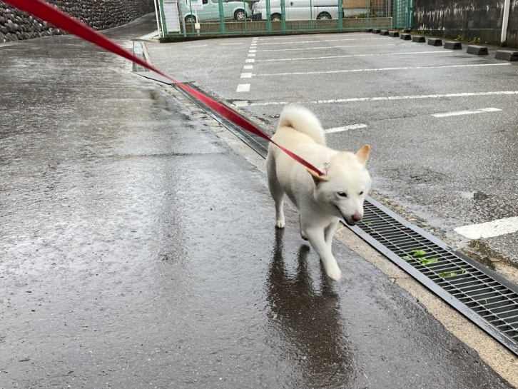 到外頭竟然一臉開心樣（圖／Amebaブログ 白柴『きなこ』のお気楽ブログ）