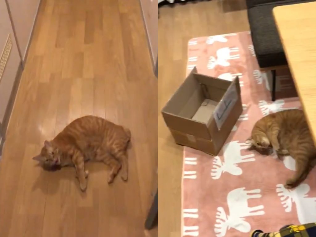 日本推主@tekubi929家中的橘貓很愛撒嬌，一天在玄關討摸遭到無視，竟完全不在乎，下秒就轉戰客廳再賣一次萌。（圖／Twitter@tekubi929） 