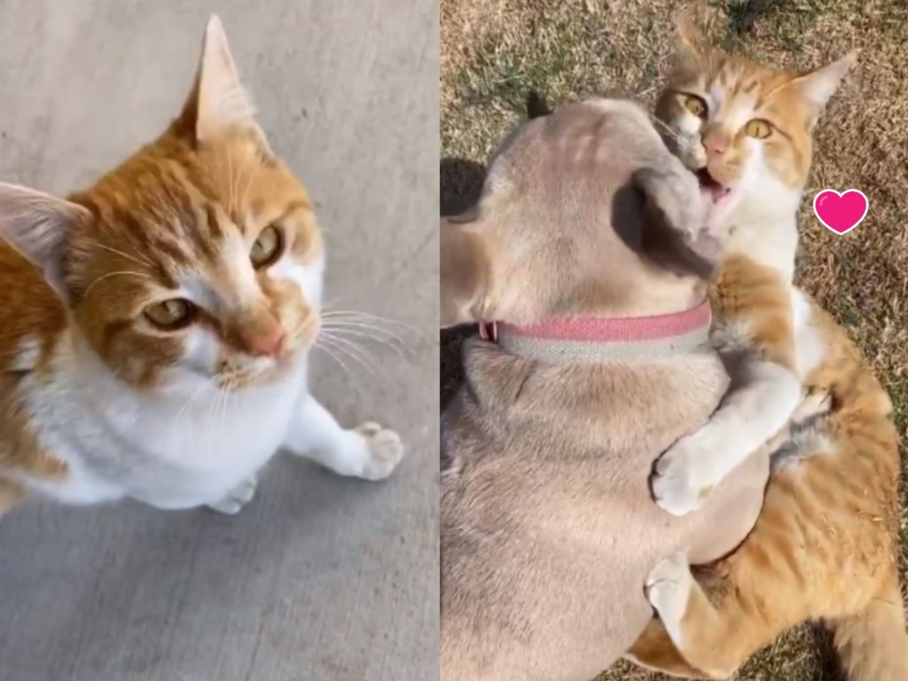 一隻浪橘貓天天找法鬥犬玩（圖／翻攝自FB@The Dodo）