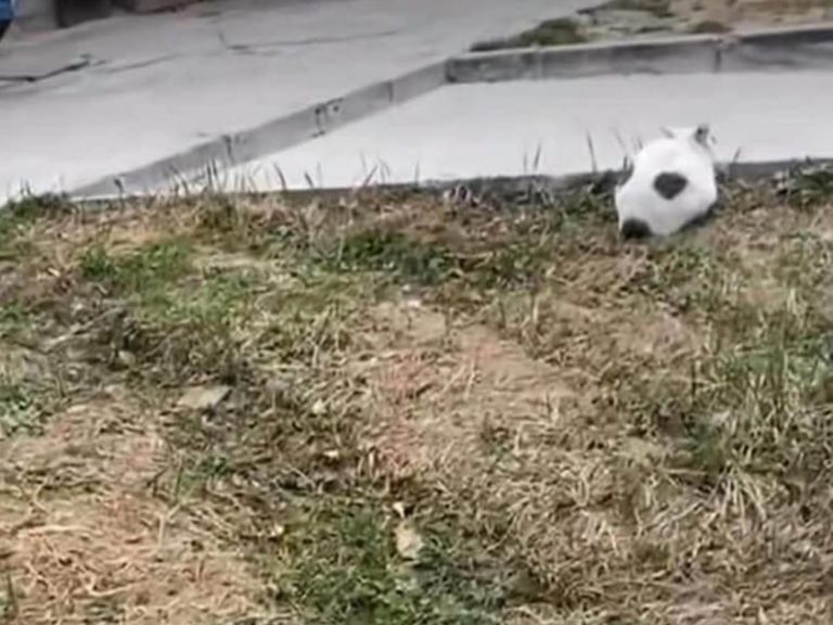 網友瞄見草地上有顆「毛茸茸足球」，好奇靠近一看當場笑歪：「差點就踢下去！」（圖／Twitter@iyashichannel_）