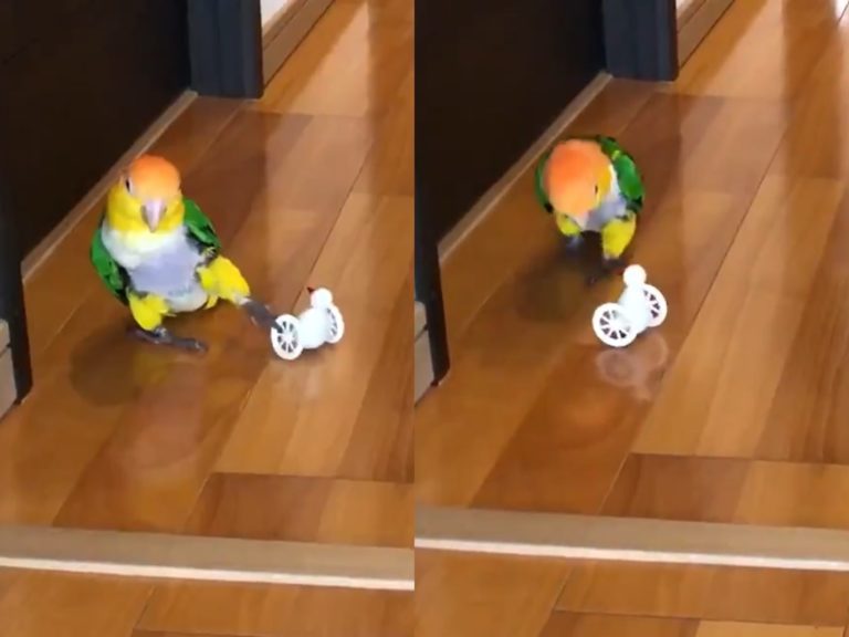 凱克鸚鵡試用新玩具嚇呆　竟瘋狂「倒退嚕」：到底要去哪啦！
