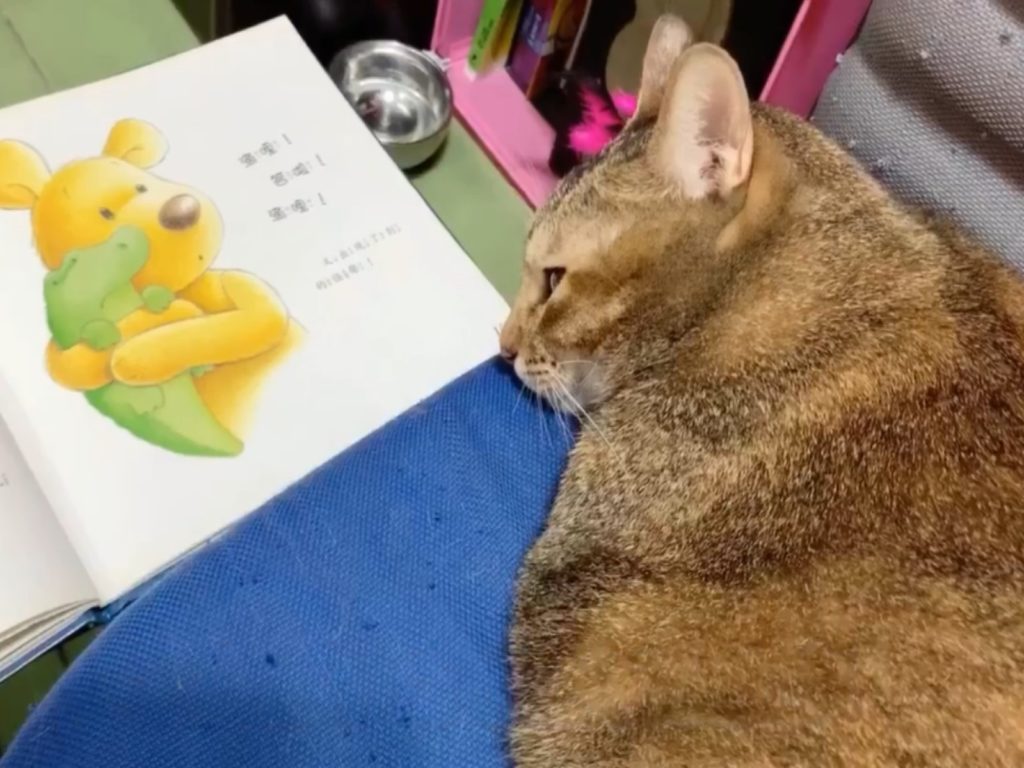 媽媽讀床邊故事給貓咪聽，沒想到牠完全不賞臉還咬人（圖／FB@I Love 紅鬣蜥tima&小虎&うまい&太郎授權提供）