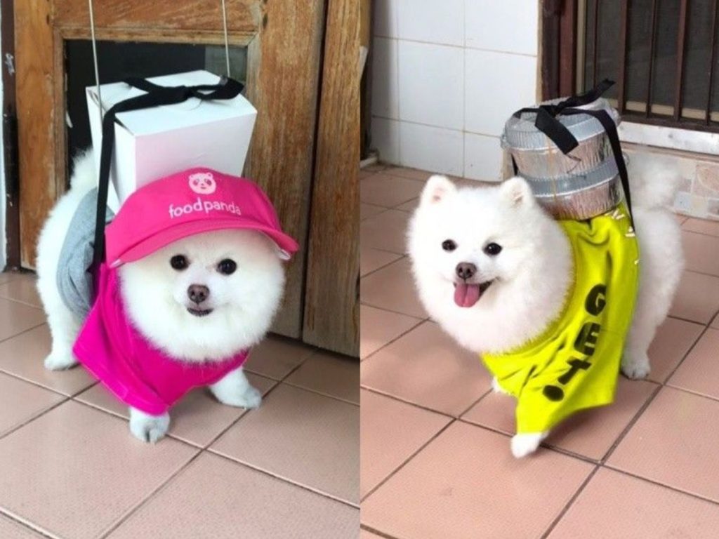 ▲1隻身穿外送員服裝的狗狗在12日開始不時攻佔臉書版面，讓網友直呼超療癒。（圖／翻攝自臉書）