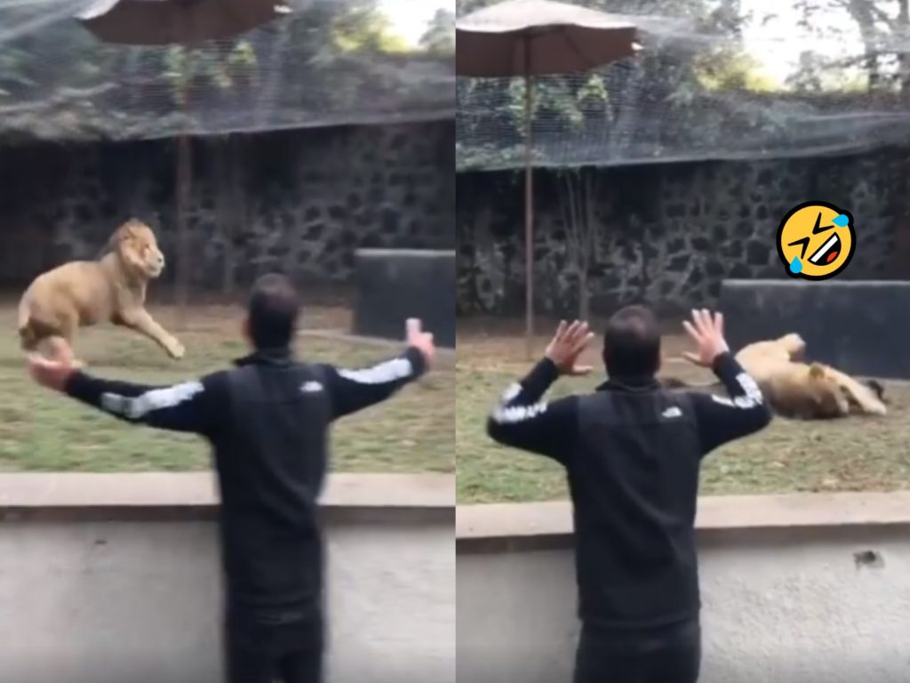 一隻獅子狂奔時不小心滑倒（圖／翻攝自FB@The Black Jaguar-White Tiger Foundation）