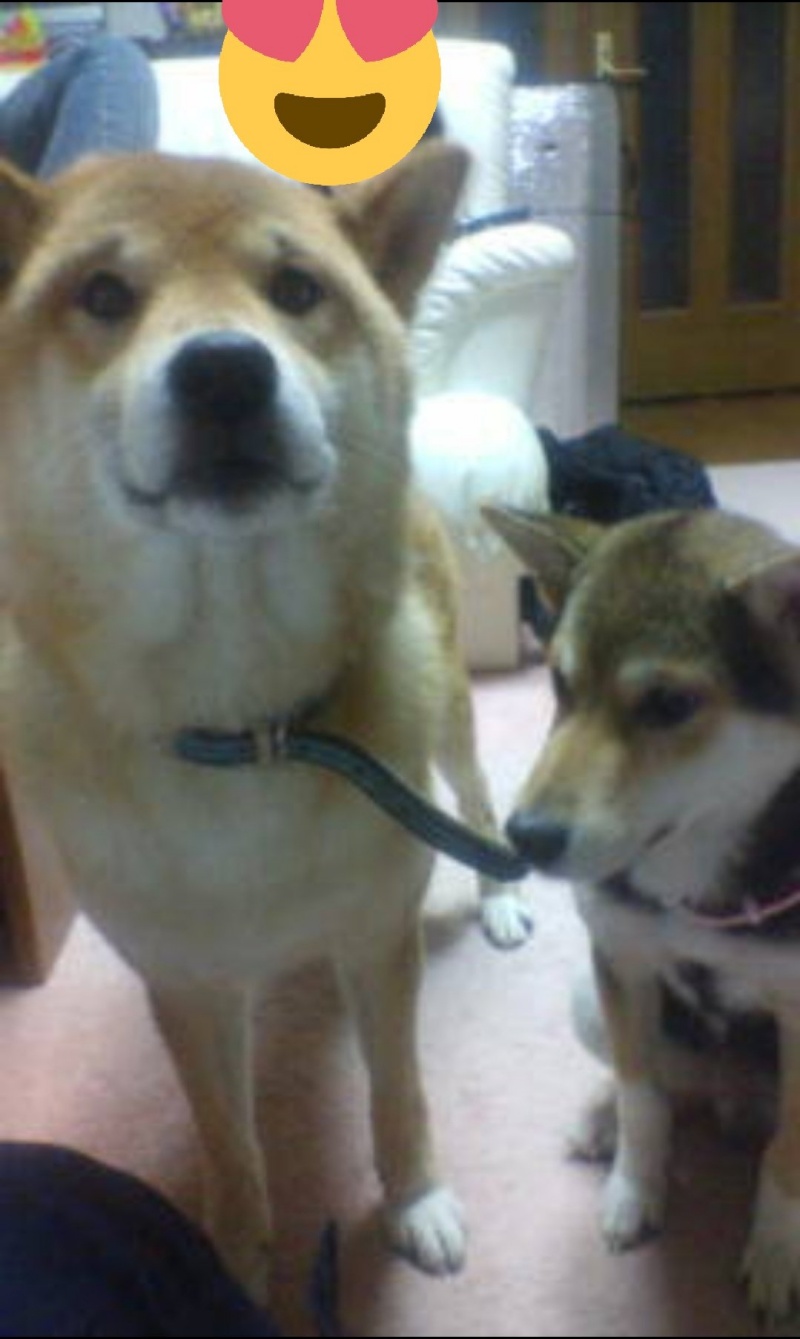 Pochi（左一）是推主最早開始養的狗狗，平常長這樣。（圖／Twitter@pochi_ryuu） 