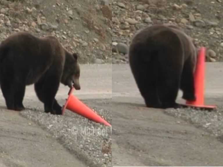 野生棕熊發現三角錐倒在路旁（圖／IG@michaelmaurophoto）