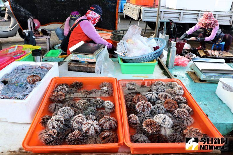 馬糞海膽開採日　漁民低調賣　澎魚市場一顆50元
