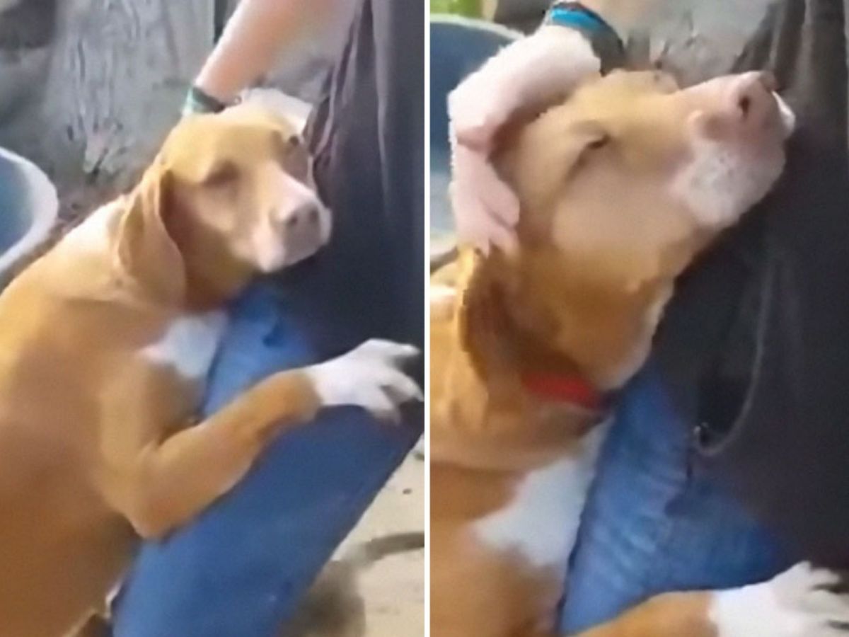 狗狗一看到記者就黏上巴著不走，對他展現自己滿滿燃燒的熱情～（圖／Youtube@Manikandan S）