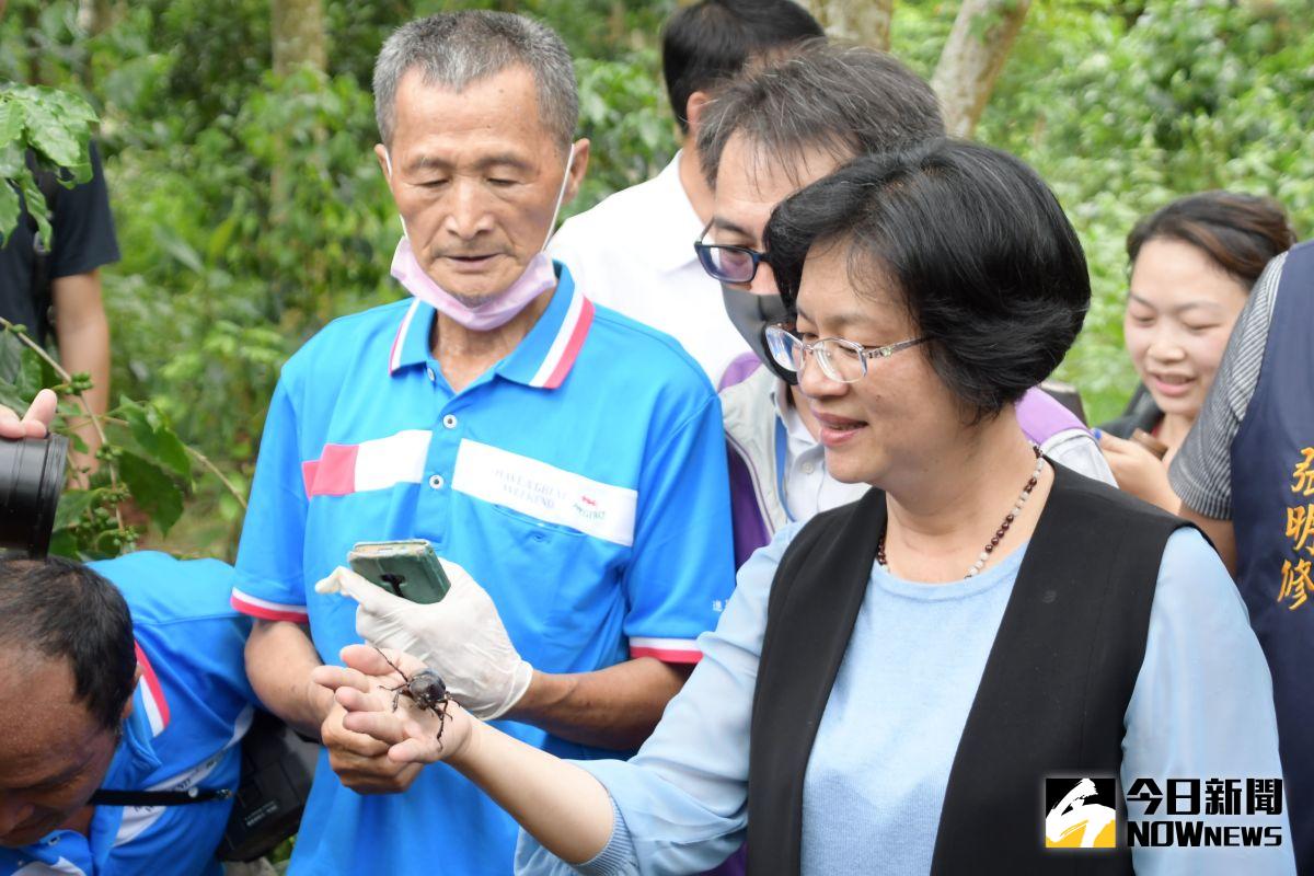 ▲芬園鄉牛屎崎坑生態園區爆量的獨角仙交配繁殖，縣長王惠美間慕名前來，與獨角仙做近距離接觸。（圖／記者陳雅芳攝，2020.07.01）