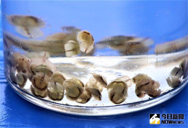 ▲鱟血中含有銅離子,可製成鱟試劑用來檢驗食物、藥品與疫苗是否有受到內毒素的污染,對人類的食藥安全相當的重要。(圖/記者張塵攝,2020.07.01)