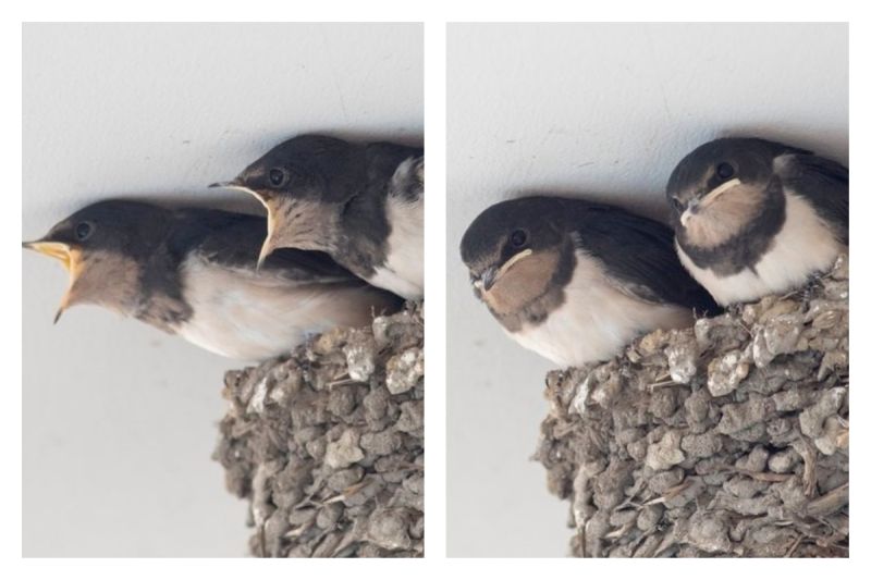 ▲日本一位攝影師拍下在巢中嗷嗷待哺的雛鳥，期待落空後的表情變化，讓網友都笑翻了。（圖／翻攝自＠KE_mi的推特）