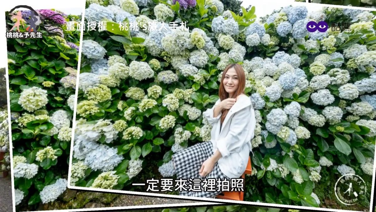 ▲ 陽明山繡花季開跑，網美打卡打起來！（圖／桃桃's 旅人手札  授權） 