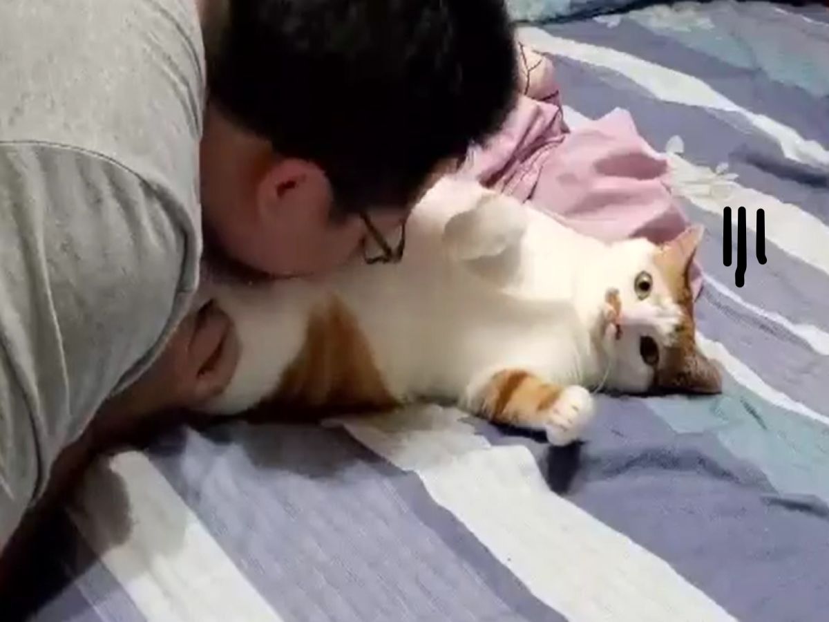 ▲橘白貓小跩被奴才瘋狂吸肚！（圖／網友鍾宏玠授權提供）