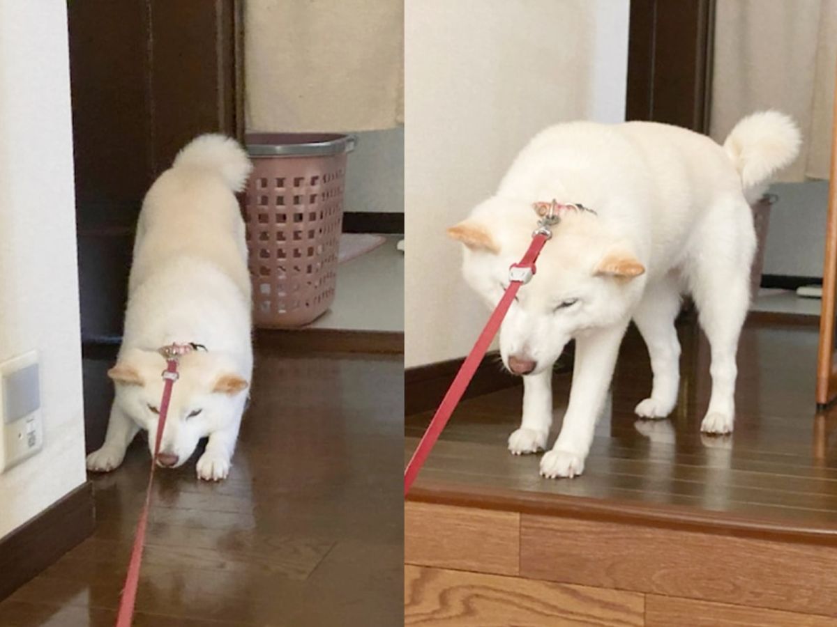 ▲不走就是賴皮不走！（圖／Amebaブログ 白柴『きなこ』のお気楽ブログ）