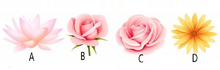 ▲第一眼最喜歡哪朵花呢？（圖／翻攝自 shinri ）