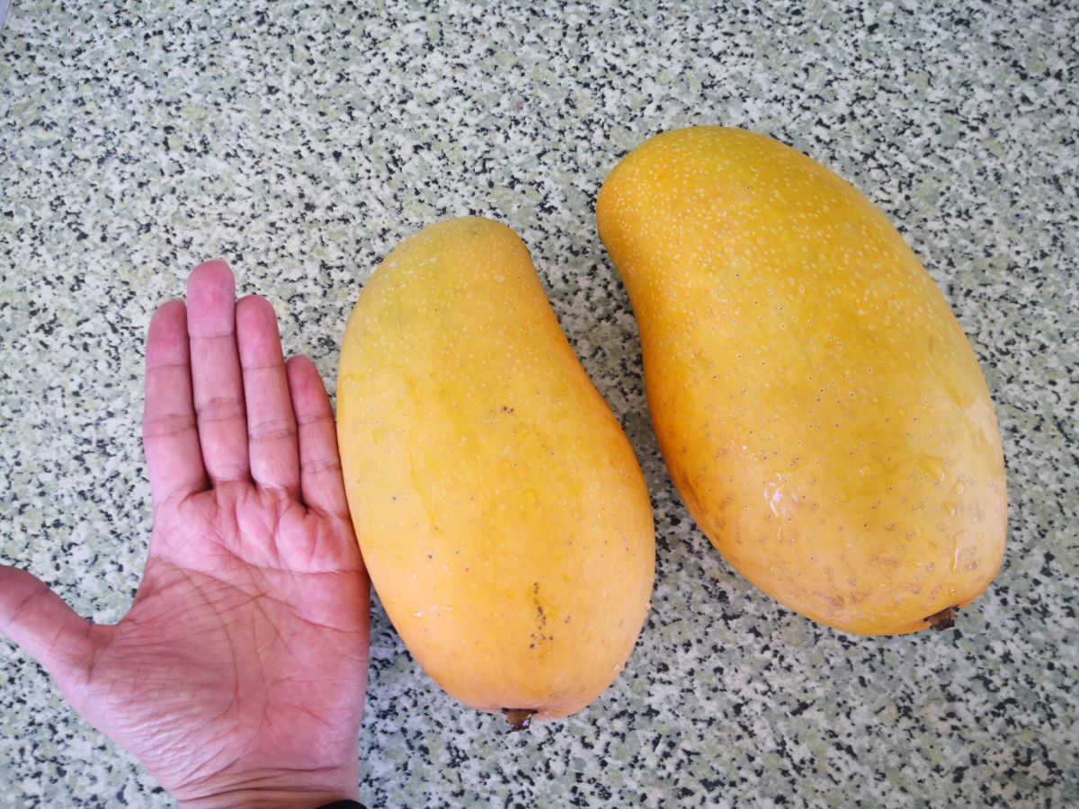 ▲六龜金煌芒果(攝影/曾瀞葳)