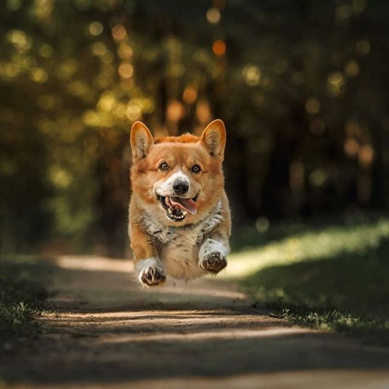 ▲雖然已經9歲了,體力依然很好,活力十足。(圖/IG@corgi_police_dog)