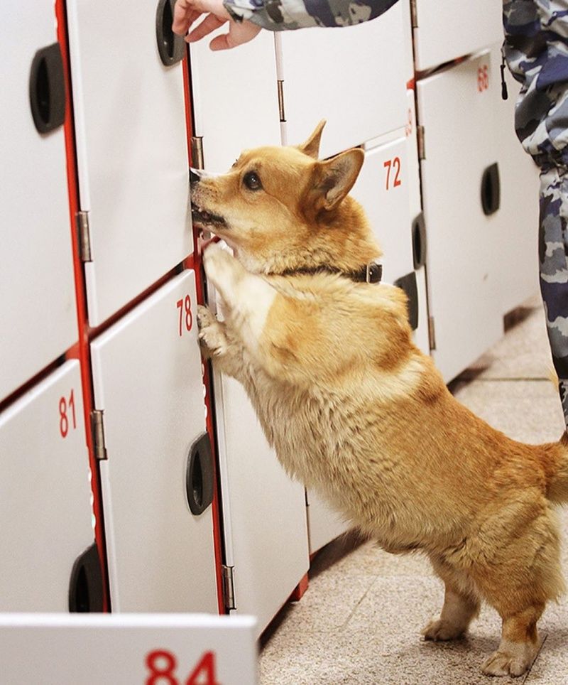 ▲Ryzhiy是隻非常優秀的探測犬。(圖/IG@corgi_police_dog)